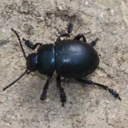 Foto von Kleiner Tatzenkäfer (Timarcha goettingensis)