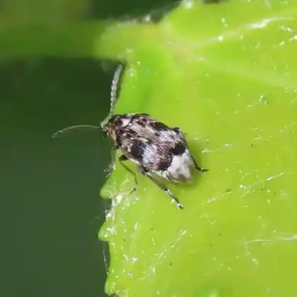 Foto von  (Bruchidius bimaculatus)