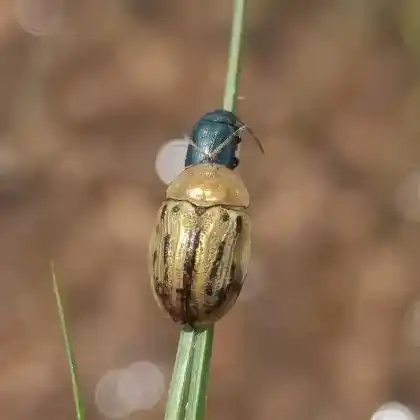 Foto von  (Cassida lineola)