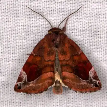 Foto von Violettbraune Ulmeneule (Cosmia pyralina)