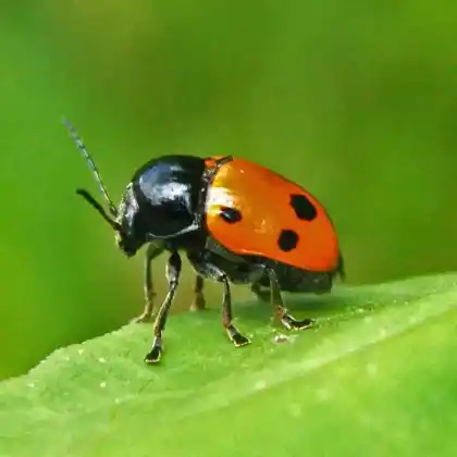 Foto von  (Cryptocephalus trimaculatus)