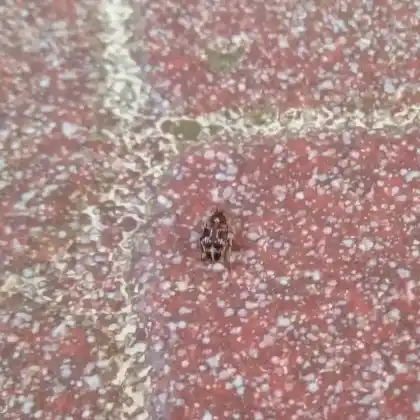 Foto von  (Callosobruchus maculatus)