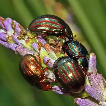 Foto von  (Chrysolina americana)