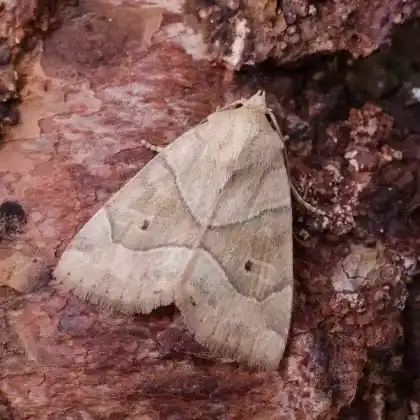 Foto von Trapezeule (Cosmia trapezina)