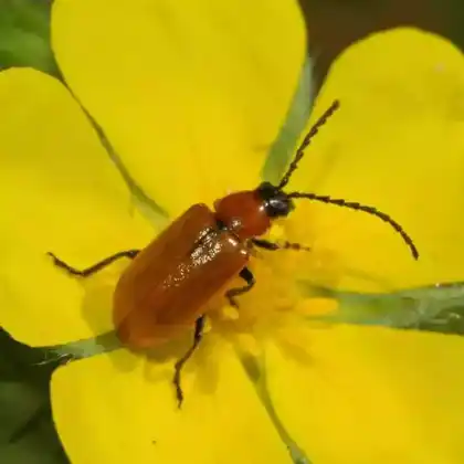 Foto von  (Exosoma lusitanicum)