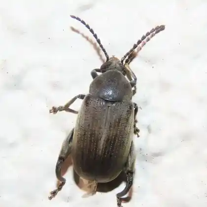 Foto von  (Pachymerus nucleorum)