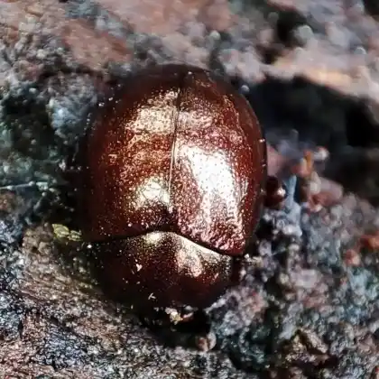 Foto von  (Chrysolina cuprina)