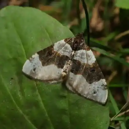 Foto von Augenflecken-Blattspanner (Cosmorhoe ocellata)