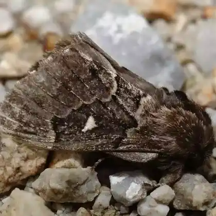 Foto von Mondfleckglucke (Cosmotriche lobulina)