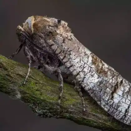Foto von Weidenbohrer (Cossus cossus)