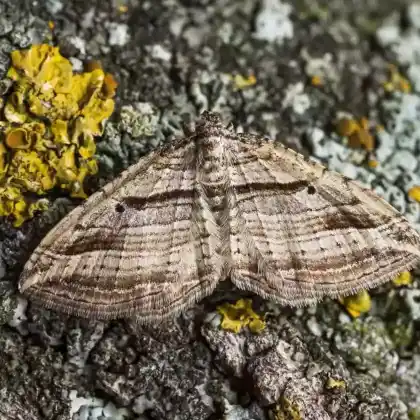 Foto von Viellinien-Labkrautspanner (Costaconvexa polygrammata)