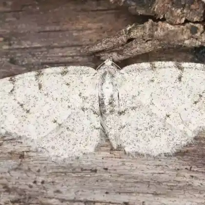 Foto von Weißgrauer Erlen-Baumspanner (Aethalura punctulata)