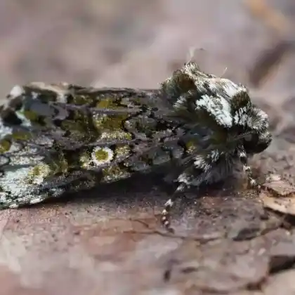 Foto von Ligustereule (Craniophora ligustri)