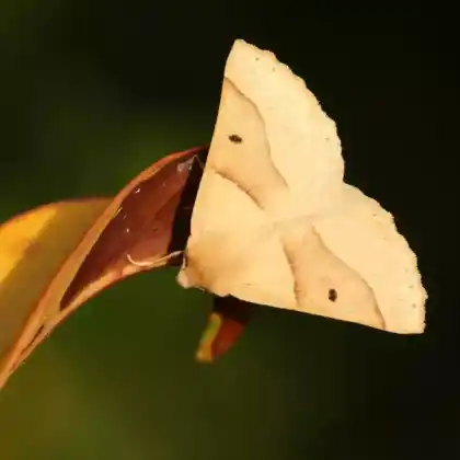 Foto von Hellgelber Schmuckspanner (Crocallis elinguaria)