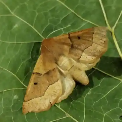 Foto von Schlehen-Schmuckspanner (Crocallis tusciaria)