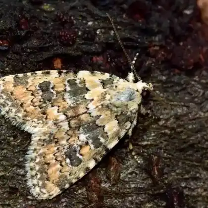 Foto von Weißliche Flechteneule (Cryphia domestica)