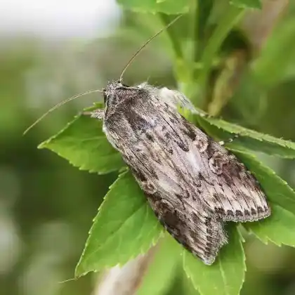 Foto von Feldbeifuß-Mönch (Cucullia artemisiae)