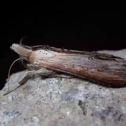 Foto von Astern-Mönch (Cucullia asteris)