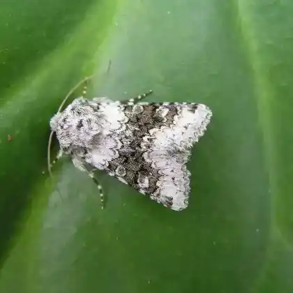 Foto von Korbblütler-Haldeneule (Aetheria bicolorata)