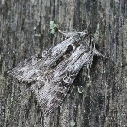 Foto von Goldruten-Mönch (Cucullia gnaphalii)
