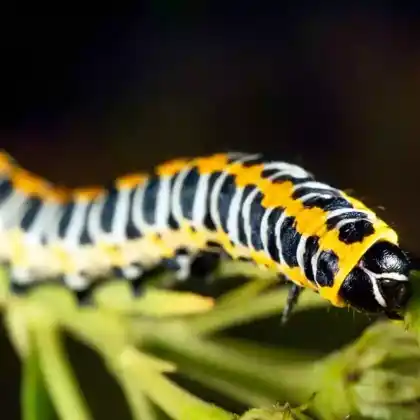 Foto von Lattich-Mönch (Cucullia lactucae)