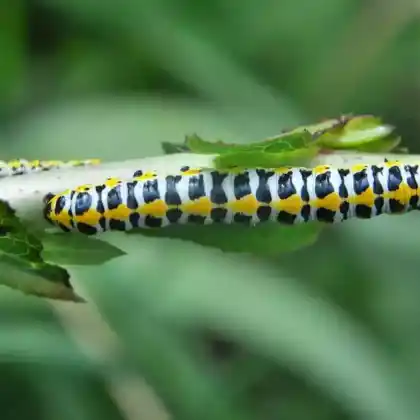 Foto von Kräuter-Mönch (Cucullia lucifuga)