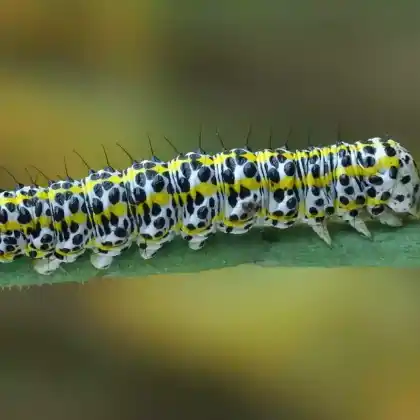 Foto von Rainfarn-Mönch (Cucullia tanaceti)