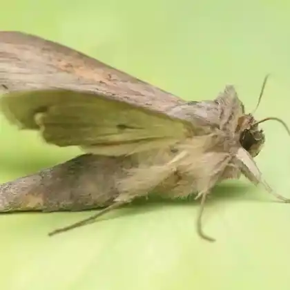 Foto von Grauer Mönch (Cucullia umbratica)