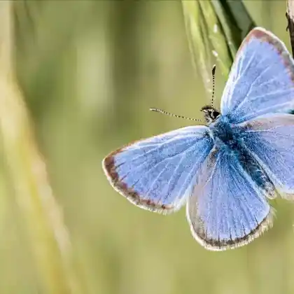 Foto von Winziger Bläuling (Cupido minimus)