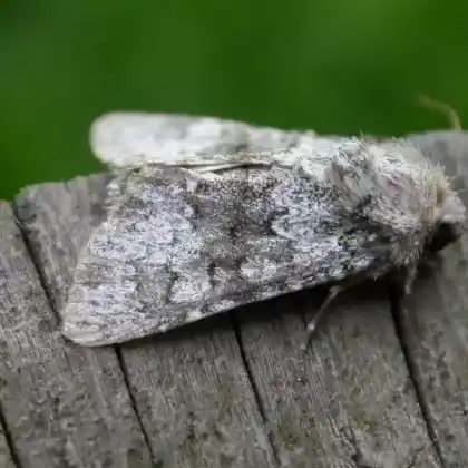 Foto von Lattich-Kiesflureule (Aetheria dysodea)