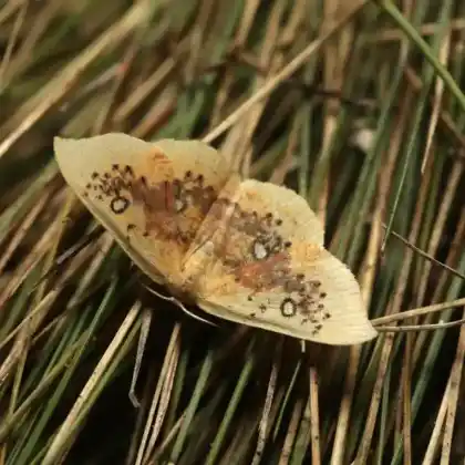 Foto von Gelber Ringelfleck-Gürtelpuppenspanner (Cyclophora albiocellaria)