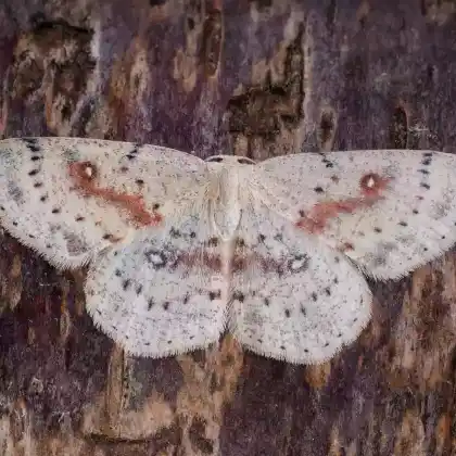 Foto von Weißer Ringelfleck-Gürtelpuppenspanner (Cyclophora albipunctata)