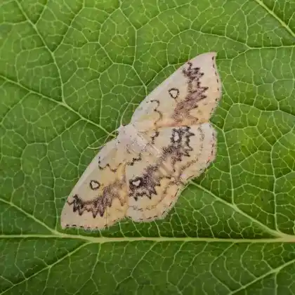 Foto von Ahorn-Gürtelpuppenspanner (Cyclophora annularia)