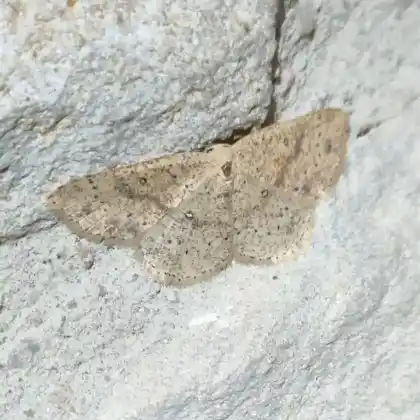 Foto von Eichenbusch-Gürtelpuppenspanner (Cyclophora porata)