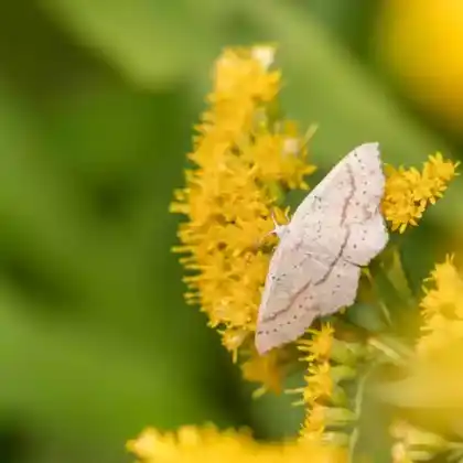 Foto von Grauroter Gürtelpuppenspanner (Cyclophora punctaria)