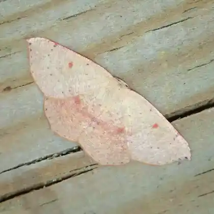 Foto von Pupillen-Gürtelpuppenspanner (Cyclophora puppillaria)