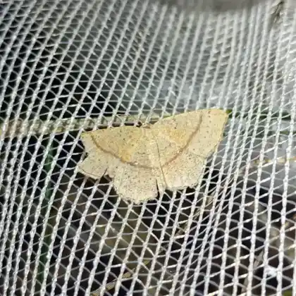 Foto von Gelbroter Eichen-Gürtelpuppenspanner (Cyclophora quercimontaria)