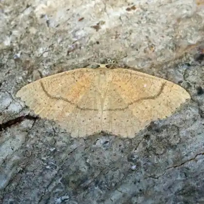 Foto von Braunroter Eichen-Gürtelpuppenspanner (Cyclophora ruficiliaria)