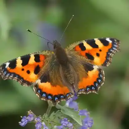 Foto von Kleiner Fuchs (Aglais urticae)