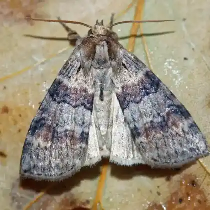 Foto von Violettgrauer Wollbeinspinner (Cymatophorina diluta)