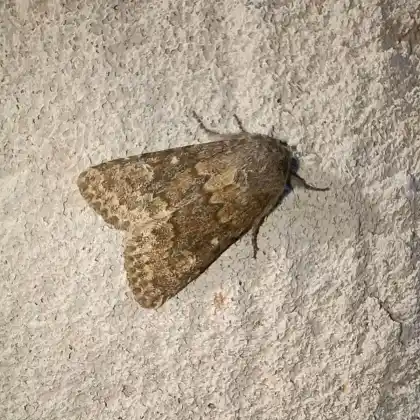 Foto von Bärenklau-Rauhhaareule (Dasypolia templi)