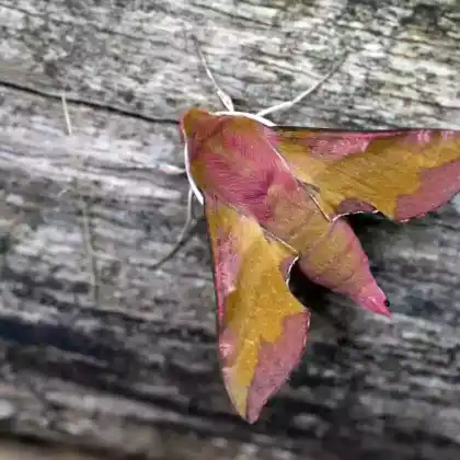 Foto von Kleiner Weinschwärmer (Deilephila porcellus)