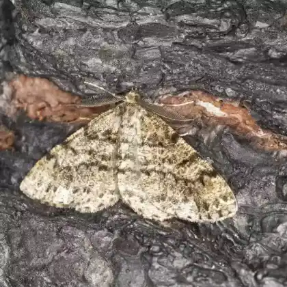 Foto von Fichtenmischwald-Baumspanner (Deileptenia ribeata)