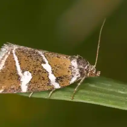 Foto von Silbergestreiftes Grasmotteneulchen (Deltote bankiana)