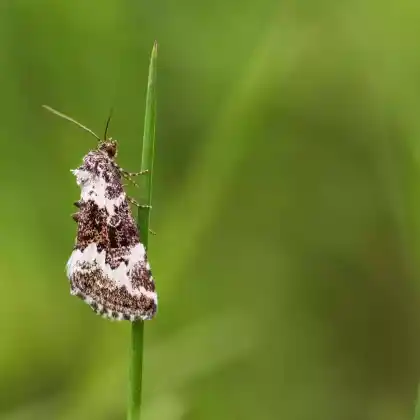 Foto von Buschrasen-Grasmotteneulchen (Deltote deceptoria)