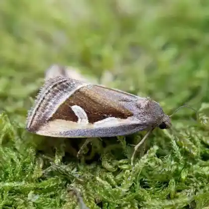 Foto von Ried-Grasmotteneulchen (Deltote uncula)