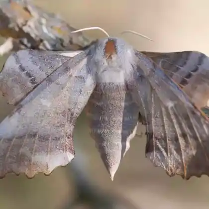 Foto von Kiefernspinner (Dendrolimus pini)
