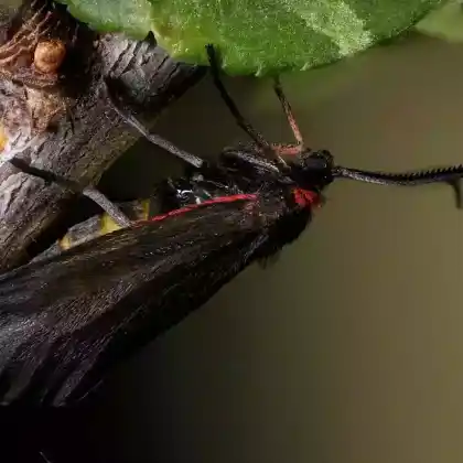 Foto von Trauerwidderchen (Aglaope infausta)