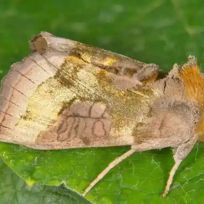 Foto von Messingeule (Diachrysia chrysitis)
