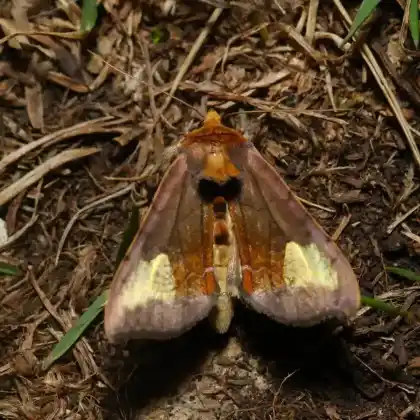 Foto von Wasserdost-Goldeule (Diachrysia chryson)